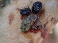 Isocladus armatus