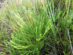 Diphasiastrum thyoides