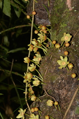 Annonaceae