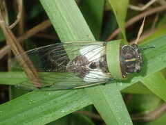 Arunta perulata
