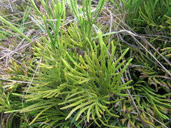 Diphasiastrum thyoides