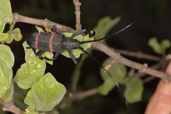 Ceroplesis orientalis