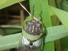 Arunta perulata