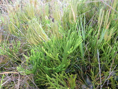 Diphasiastrum thyoides