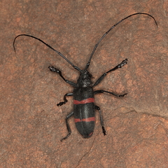 Ceroplesis orientalis