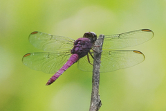 Orthemis discolor