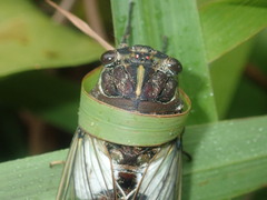 Arunta perulata