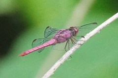 Orthemis discolor