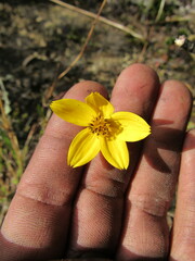 Bidens andicola