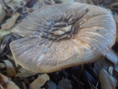 Paxillus involutus