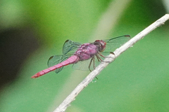 Orthemis discolor