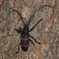 Ceroplesis orientalis