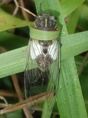 Arunta perulata