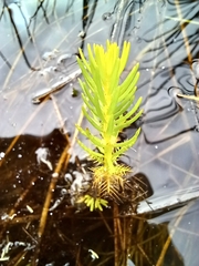 Myriophyllum simulans