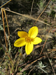 Bidens andicola