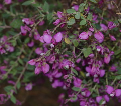 Polygala fruticosa