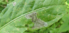 Liriomyza taraxaci