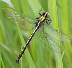 Arigomphus cornutus