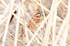Emberiza rustica