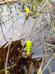 Myriophyllum simulans