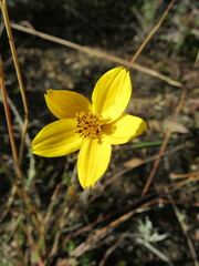Bidens andicola