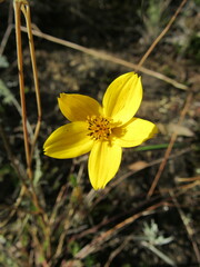 Bidens andicola