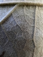 Sinopanax formosanus