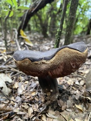 Tylopilus formosus