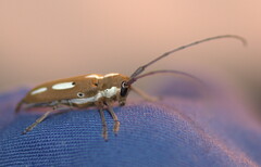 Prosopocera murrea