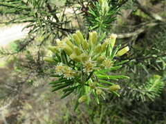 Linochilus rosmarinifolius
