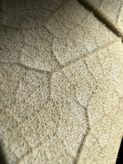 Sinopanax formosanus