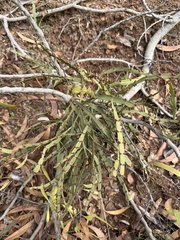 Korthalsella complanata