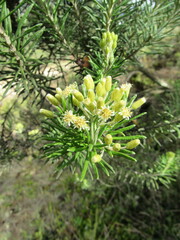 Linochilus rosmarinifolius