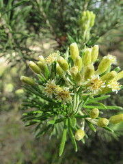 Linochilus rosmarinifolius