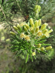 Linochilus rosmarinifolius