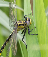 Arigomphus cornutus
