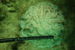 Australophyllia wilsoni