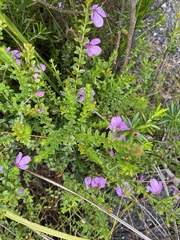 Tetratheca thymifolia