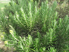 Linochilus rosmarinifolius