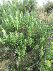 Linochilus rosmarinifolius