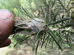 Linochilus rosmarinifolius