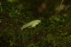 Anaulacomera