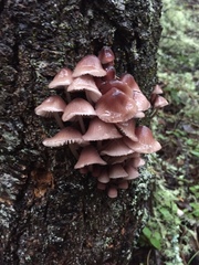 Mycena bulliformis