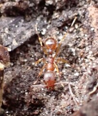 Aphaenogaster fulva