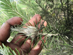Linochilus rosmarinifolius