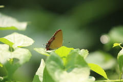 Heliophorus epicles
