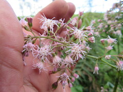 Ageratina ampla