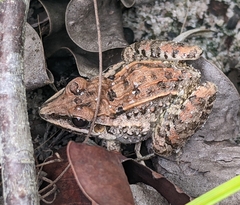Leptodactylus fuscus