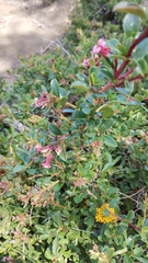 Escallonia rubra