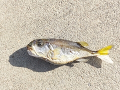 Lagocephalus lunaris